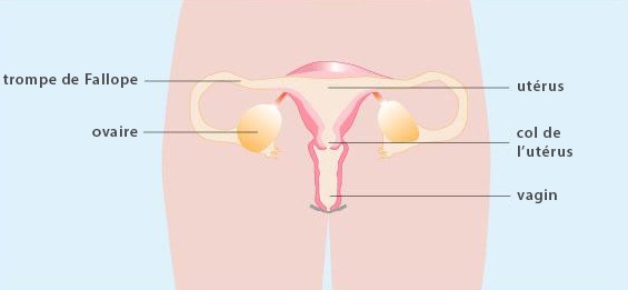 L'appareil génital féminin
