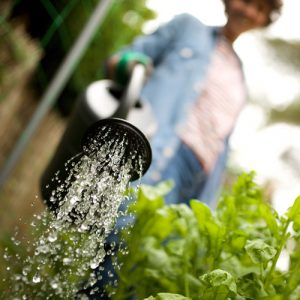 gros plan d'une femme en train d'arroser des plantes